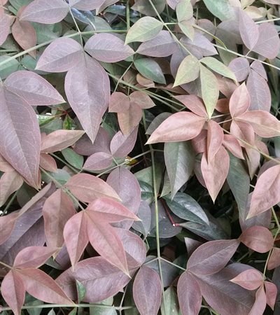 Heavenly Bamboo Flirt™